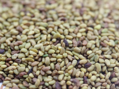 [紫花苜蓿]紫花苜蓿種子價(jià)格_圖片_怎么種