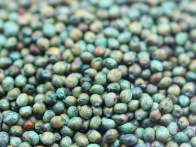 [大力士甜高粱]大力士甜高粱種子價(jià)格_多少錢一畝