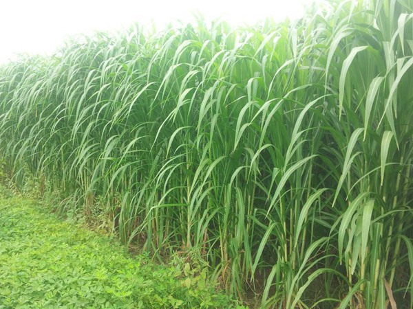 雜交狼尾草和皇竹草對比 雜交狼尾草和皇竹草對比