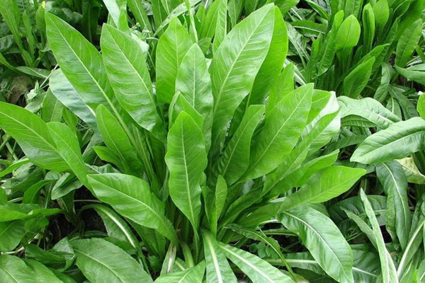 將軍菊苣牧草的優(yōu)缺點有哪些 將軍菊苣牧草的優(yōu)缺點有哪些