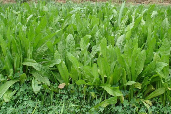 將軍菊苣牧草的優(yōu)缺點有哪些 將軍菊苣牧草的優(yōu)缺點有哪些