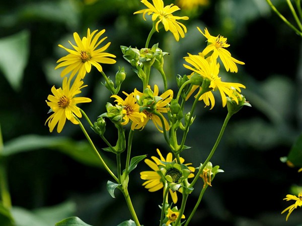 串葉松香草的畝產量是多少