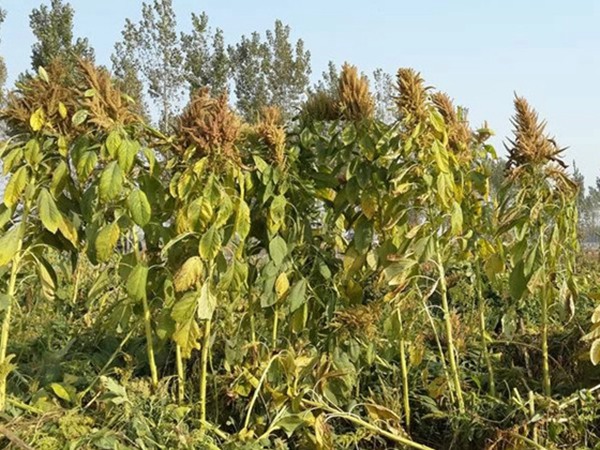 一畝籽粒莧可以養幾頭豬