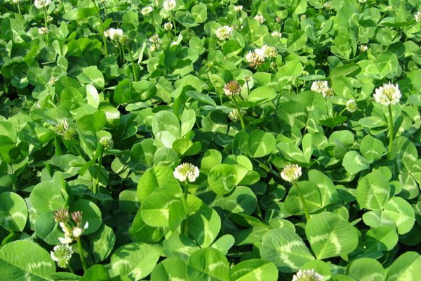 白三葉草種子什么時候播種