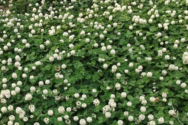 白三葉草種子什么時候播種