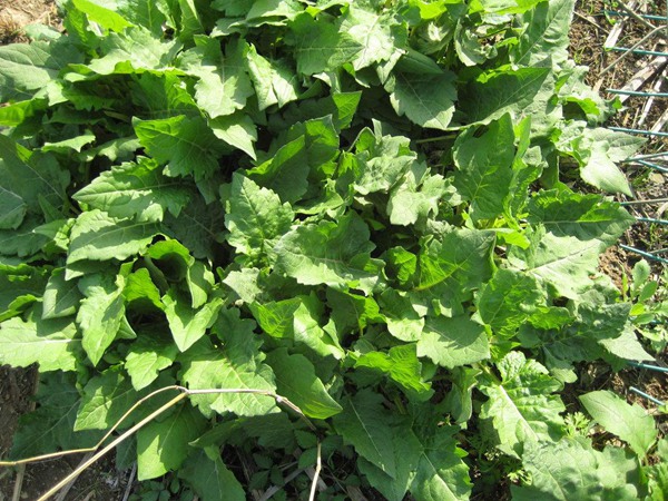 串葉松香草種子畝播種用量