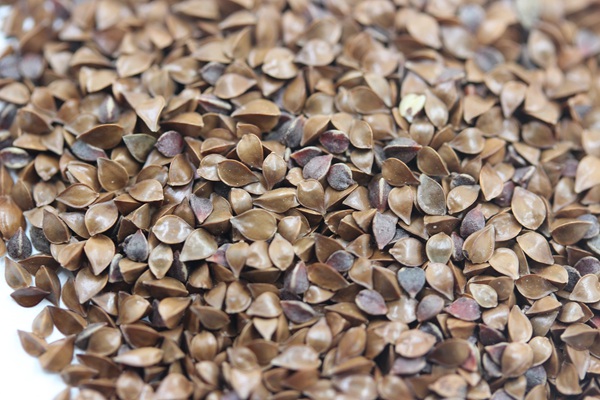 魯梅克斯種子的價(jià)格是多少