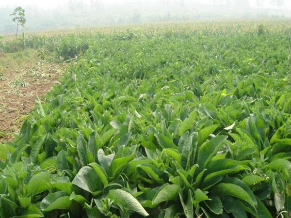 魯梅克斯種子的價(jià)格是多少