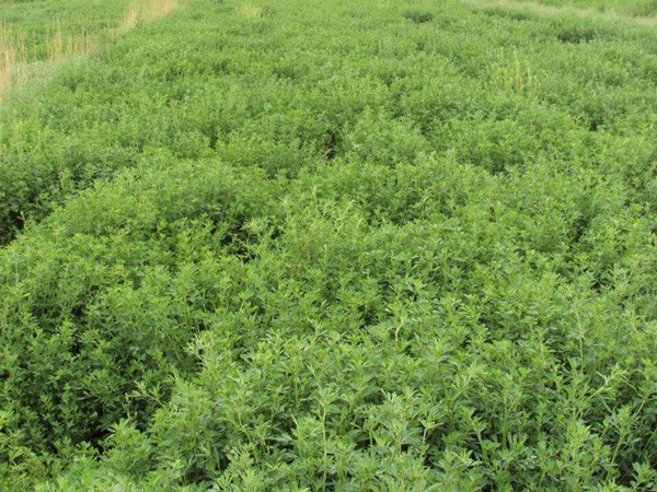 一畝地紫花苜蓿能養(yǎng)多少羊