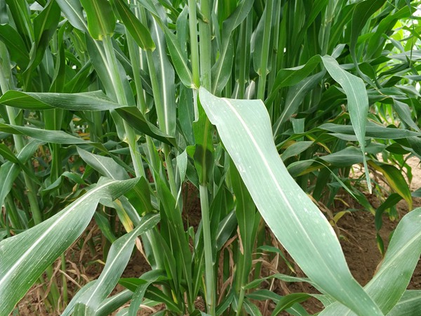 大力士甜高粱可以留種子嗎？