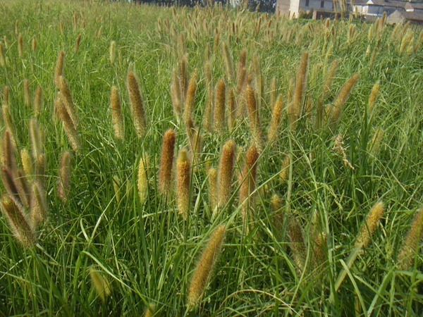 雜交狼尾草的畝產(chǎn)量是多少