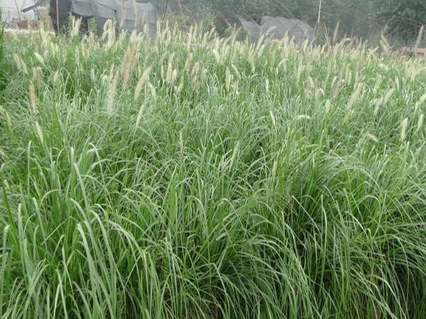 雜交狼尾草可以喂哪些家畜 雜交狼尾草可以喂哪些家畜