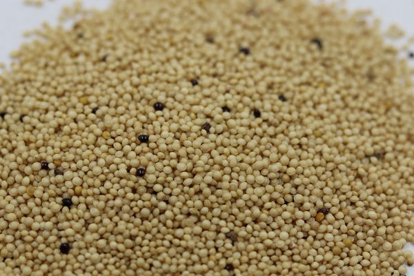 籽粒莧牧草的種植技術 籽粒莧牧草的種植技術