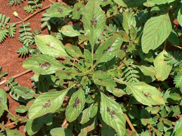 籽粒莧牧草的種植技術 籽粒莧牧草的種植技術