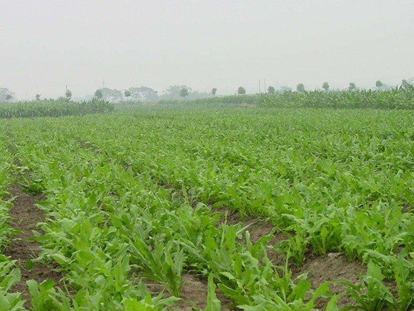 魯梅克斯種子如何播種 魯梅克斯種子如何播種