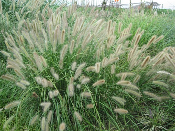 雜交狼尾草種植技術及高產技巧 雜交狼尾草種植技術及高產技巧