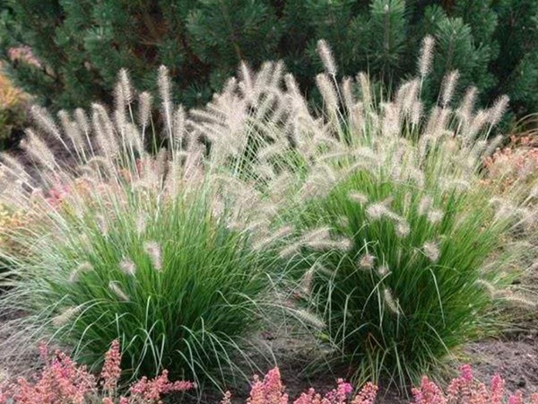 雜交狼尾草種植技術及高產技巧 雜交狼尾草種植技術及高產技巧