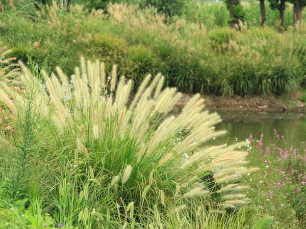 雜交狼尾草種植技術及高產技巧 雜交狼尾草種植技術及高產技巧