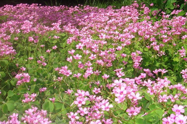 散養雞種什么飼草好 散養雞種什么飼草好