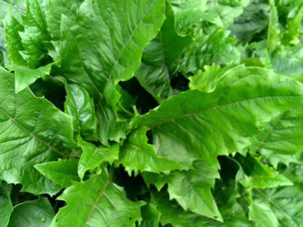 串葉松香草 串葉松香草