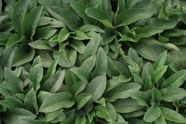 俄羅斯飼料菜種子催芽技術 俄羅斯飼料菜種子催芽技術