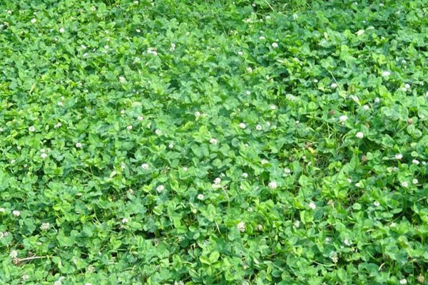 白三葉草的畝產量是多少 白三葉草的畝產量是多少