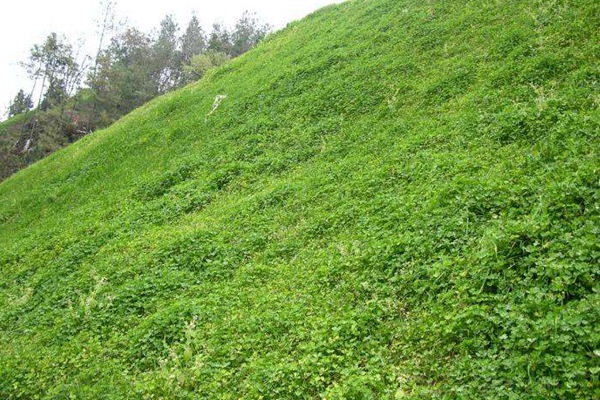 串葉松香草種子價格,多少錢一斤 串葉松香草種子價格,多少錢一斤