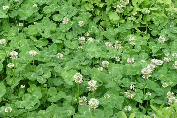 白三葉草種子畝播種用量 白三葉草種子畝播種用量