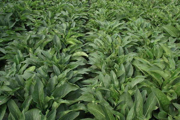 俄羅斯飼料菜能夠生長多少年 俄羅斯飼料菜能夠生長多少年