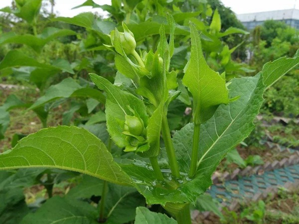 串葉松香草怎樣去毒,營養(yǎng)價值有哪些? 串葉松香草怎樣去毒,營養(yǎng)價值有哪些?