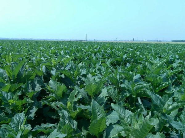 串葉松香草怎樣去毒,營養(yǎng)價值有哪些? 串葉松香草怎樣去毒,營養(yǎng)價值有哪些?