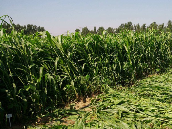 大力士甜高粱的種植效益如何? 大力士甜高粱的種植效益如何?