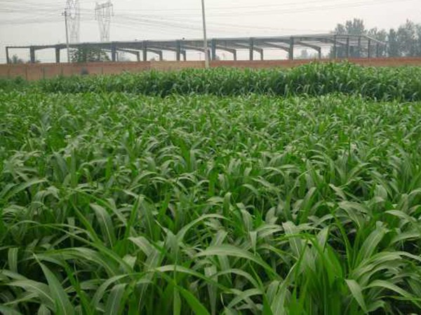 大力士甜高粱種子價格，多少錢一斤