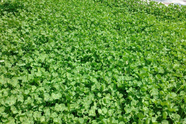 紅三葉草種子什么時候播種