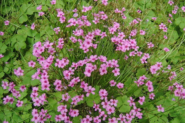 紅三葉草種子價(jià)格，多少錢一斤