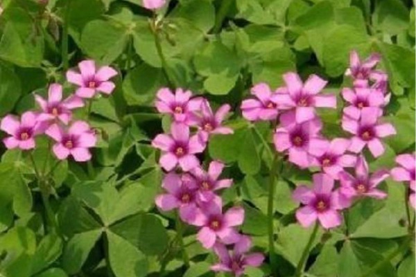 紅三葉草種子價(jià)格，多少錢一斤