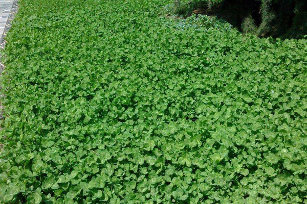 紅三葉草種子價(jià)格，多少錢一斤