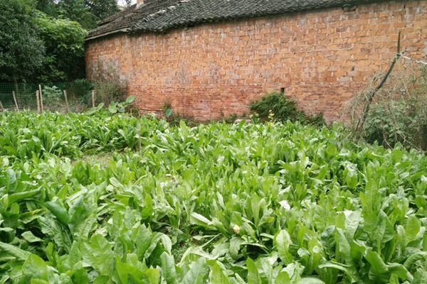 將軍菊苣是不是多年生的 將軍菊苣是不是多年生的