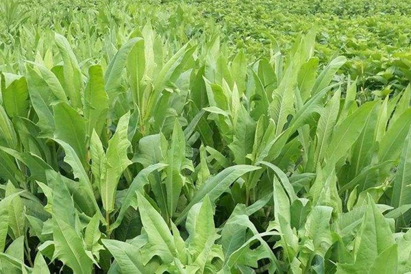 苦荬菜種子畝播種用量 苦荬菜種子畝播種用量