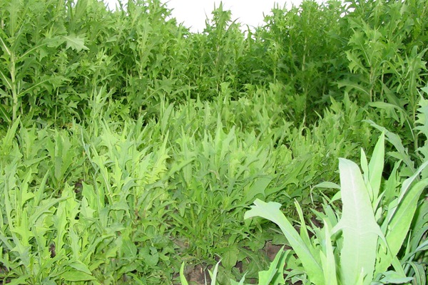 苦荬菜種子價格多少，多少錢一斤種子？