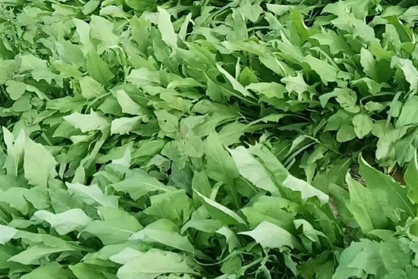 苦荬菜種子價格多少，多少錢一斤種子？