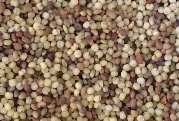 紅三葉草 紅三葉草