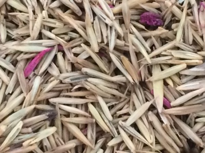 [冰草]冰草種子價格_哪里有賣