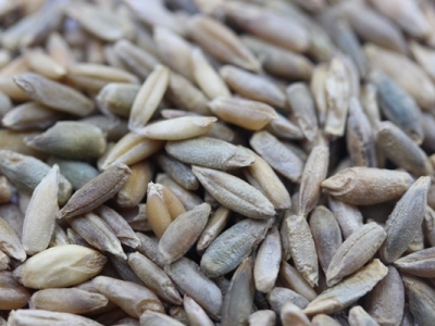 冬牧70黑麥種子