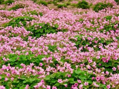 [紅三葉草]紅三葉草種子價(jià)格_種植方法