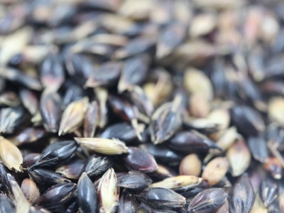 [蘇丹草]蘇丹草種子批發(fā)價格_種植方法