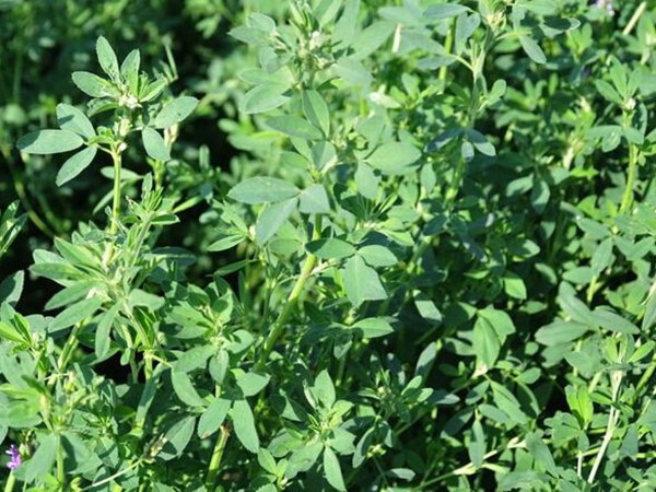 為什么說苜蓿是飼草之王
