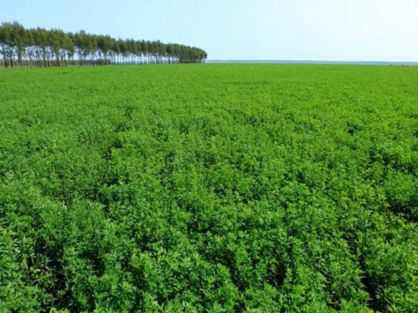 為什么說苜蓿是飼草之王