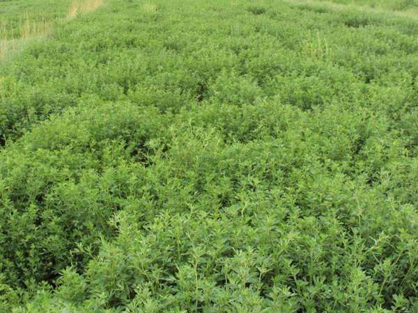 為什么說苜蓿是飼草之王