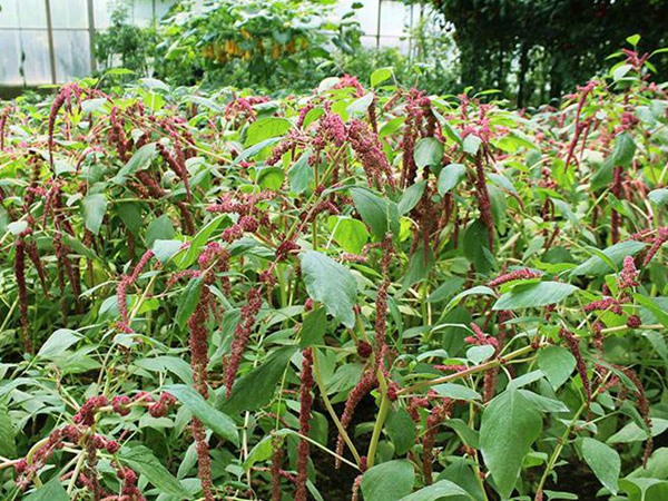 美國籽粒莧種子的價格